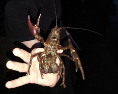 Pacifastacus leniusculus