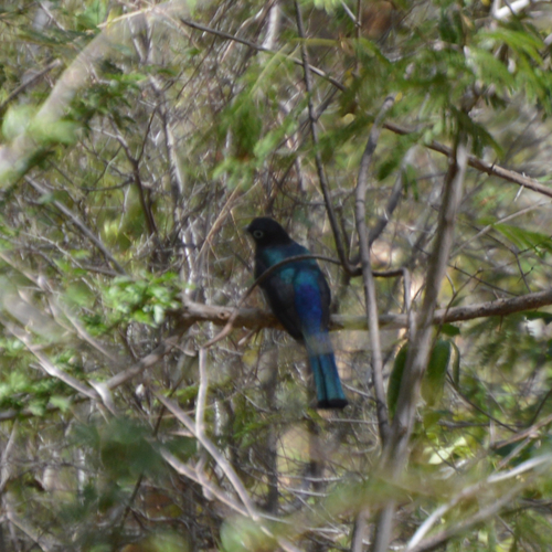 Trogon melanocephalus