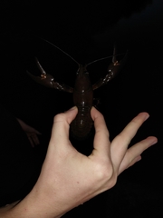 Pacifastacus leniusculus