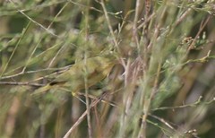 Phylloscopus ibericus