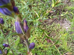 Gentiana spathacea