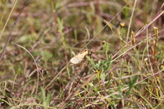 Chrysoecia dela