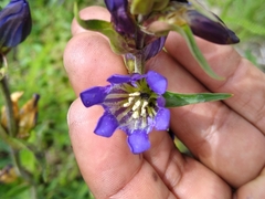 Gentiana spathacea