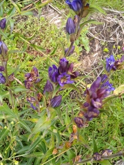 Gentiana spathacea