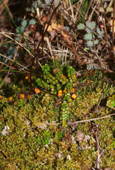 Veronica decora
