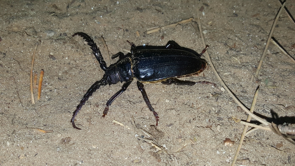 Prionus heroicus from W Fork Trail, Sedona, AZ 86336, USA on July 17