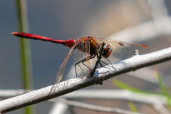 Sympetrum costiferum