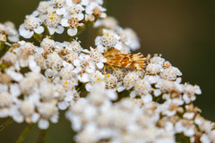 Pseudanthoecia tumida