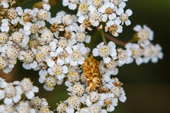 Pseudanthoecia tumida