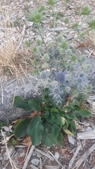 Eryngium planum