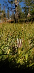 Gentiana newberryi tiogana