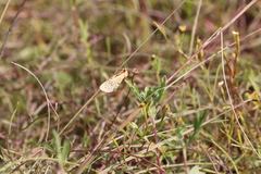 Chrysoecia dela