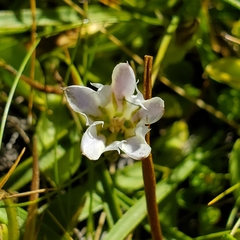 Gentiana newberryi tiogana