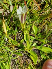Gentiana newberryi tiogana