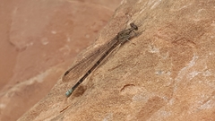 Argia tonto