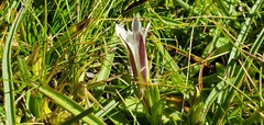Gentiana newberryi tiogana