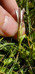 Gentiana newberryi tiogana
