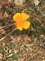 Eschscholzia californica