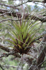 Tillandsia bourgaei
