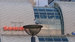 Chroicocephalus ridibundus