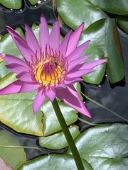 Nymphaea rubra