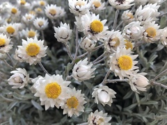 Achyranthemum argenteum