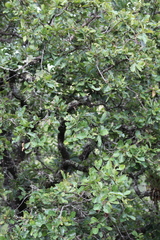 Quercus glaucoides