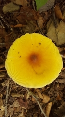 Amanita arkansana