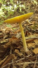 Amanita arkansana