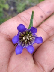 Gentiana spathacea