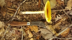 Amanita arkansana