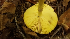 Amanita arkansana