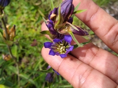 Gentiana spathacea