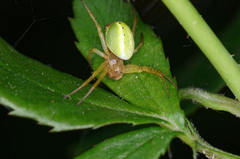 Araniella