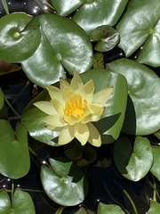 Nymphaea mexicana