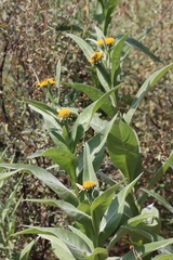 Gonzalezia decurrens