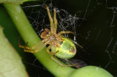 Araniella