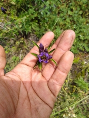Gentiana spathacea