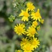 Eastern Groundsel - Photo (c) Radio Tonreg, some rights reserved (CC BY)