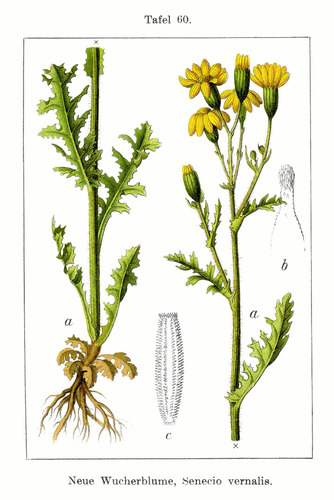Eastern Groundsel