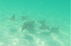 Rhinoptera steindachneri