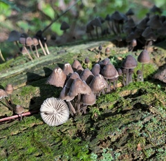 Mycena alcalina