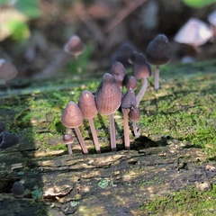 Mycena alcalina