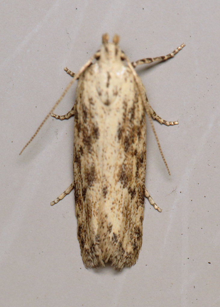 Mottled Twirler