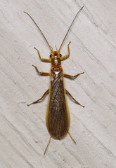 Perlesta