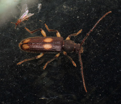 Tylonotus bimaculatus
