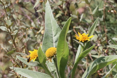 Gonzalezia decurrens