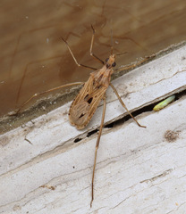 Narvesus carolinensis