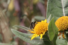 Acmaeodera resplendens
