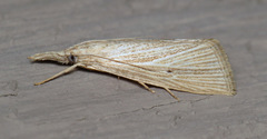 Eoreuma densellus